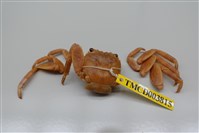 藏品(白紋方蟹)的圖片